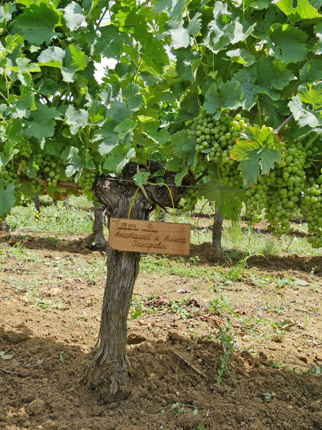 Виноградник на урожай